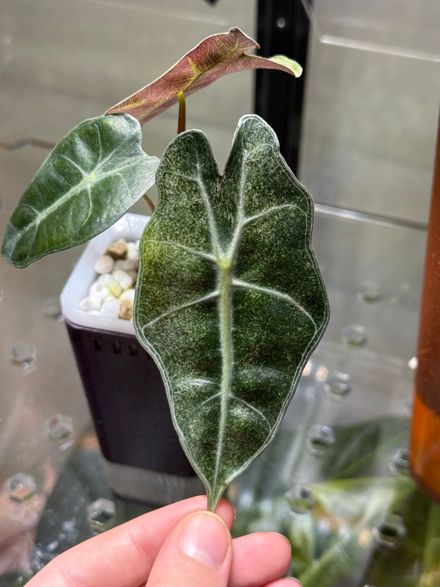 Alocasia Polly Pink Ghost