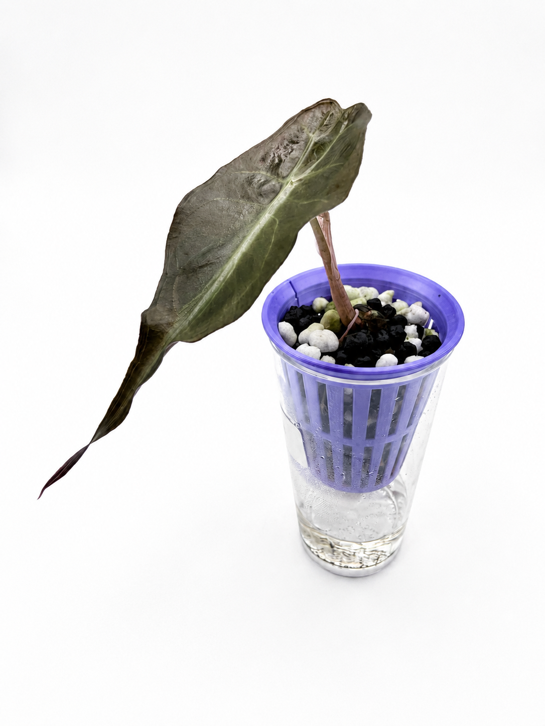 Alocasia Venom