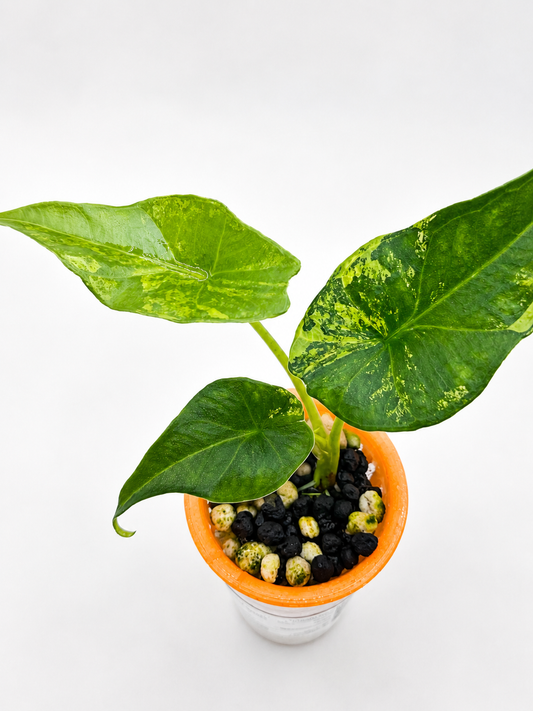 Alocasia Simpo Aurea