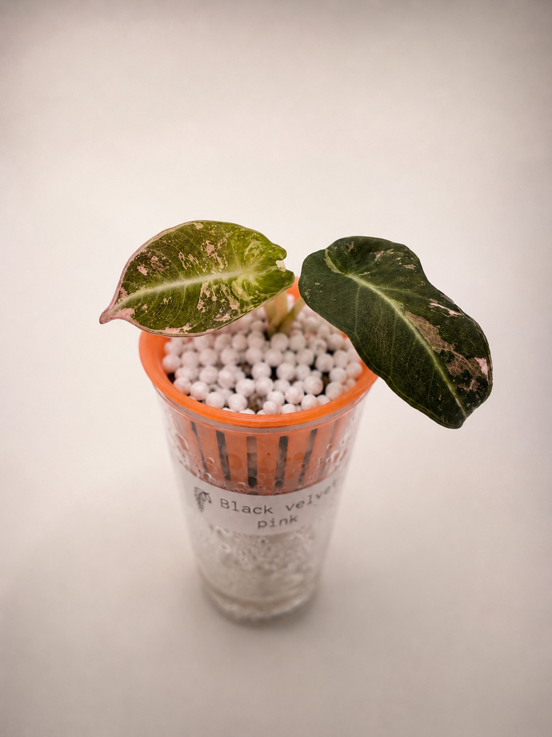 Alocasia Black Velvet Pink