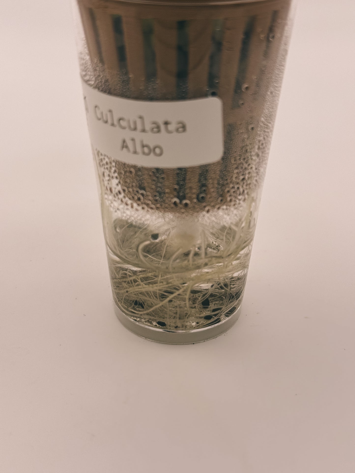 Alocasia Culculata Albo