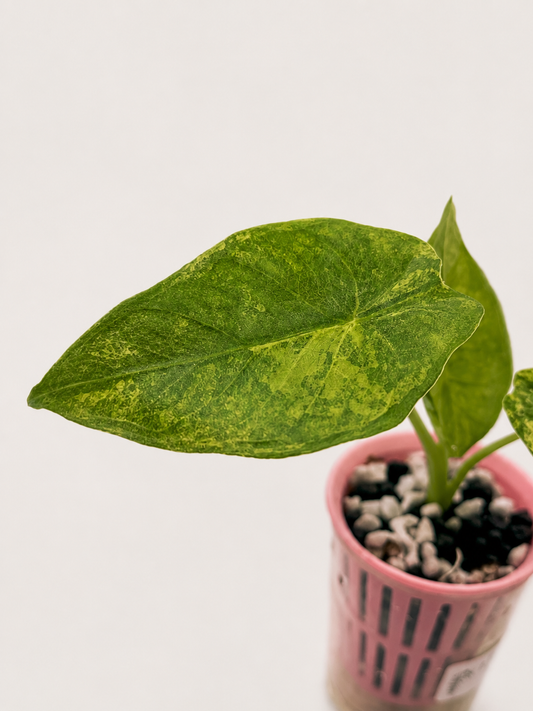 Alocasia Calidora x Longiloba x Pink Dragon Hybrid