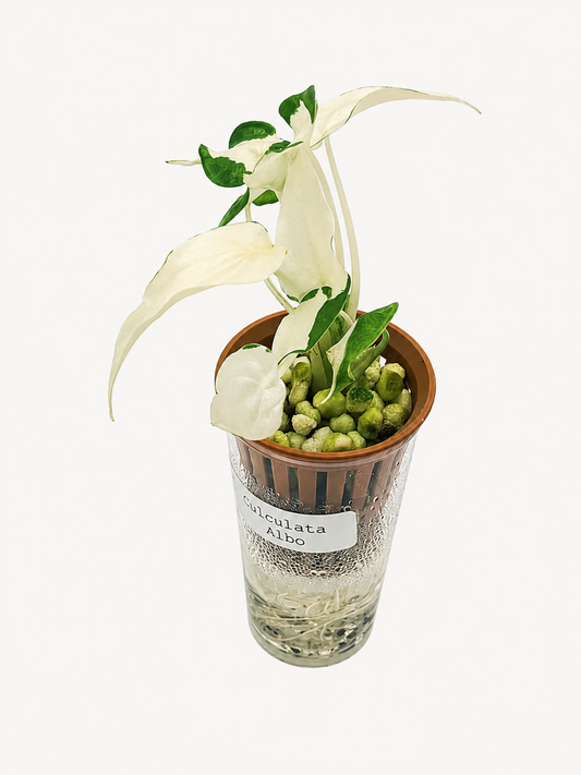 Alocasia Culculata Albo