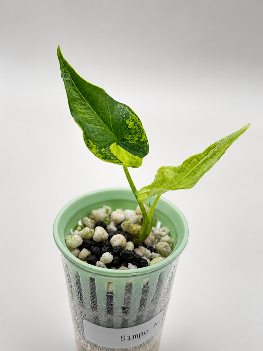 Alocasia Simpo Aurea