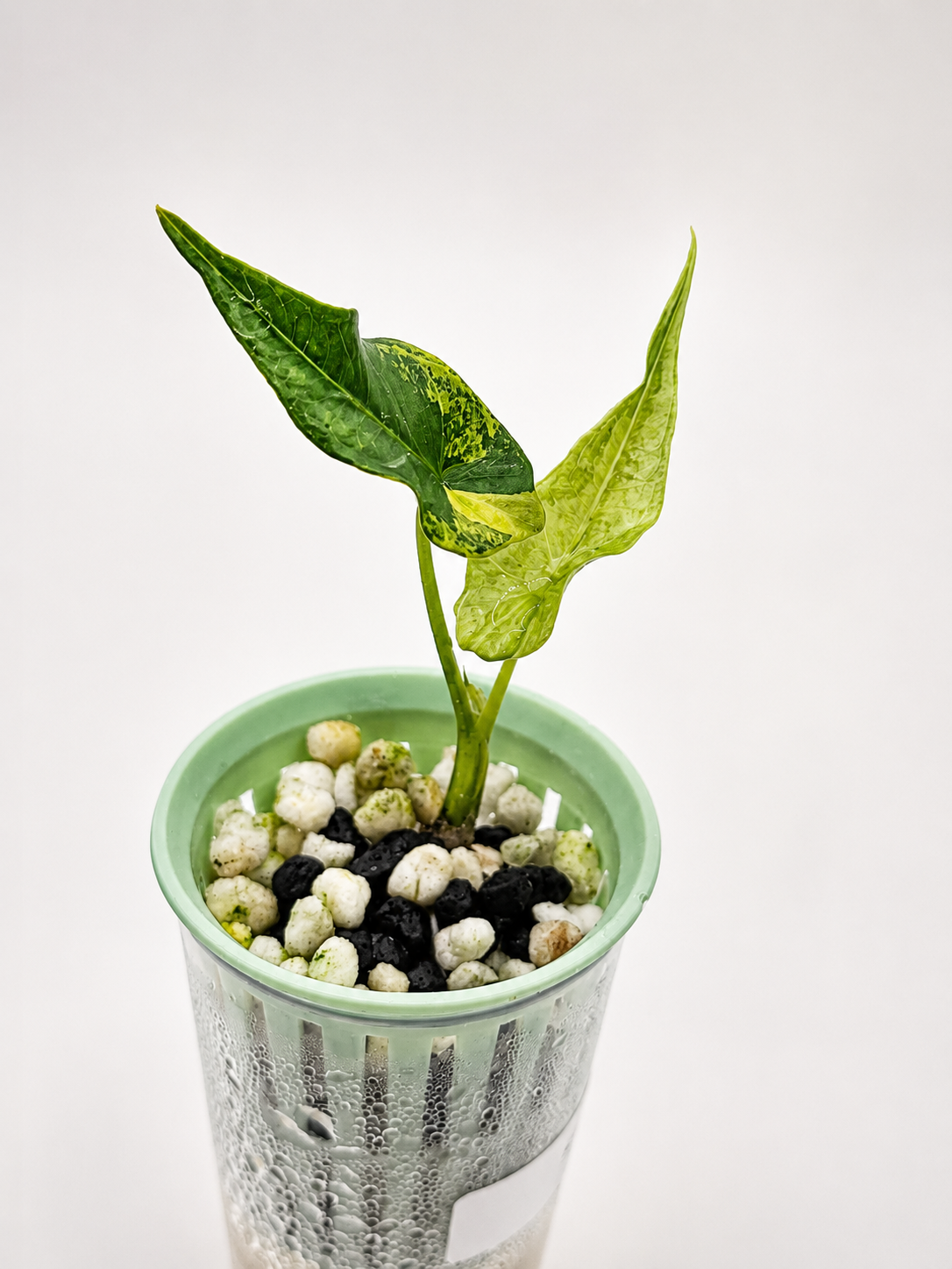 Alocasia Simpo Aurea