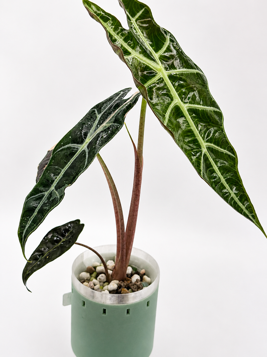 Alocasia Sanderiana Bull Pink