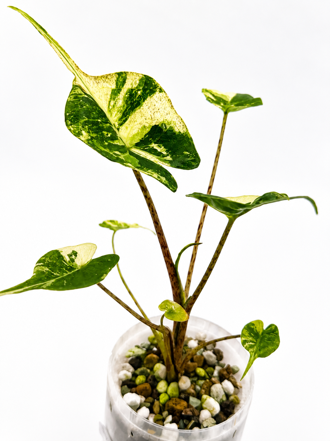 Alocasia Stingray Aurea