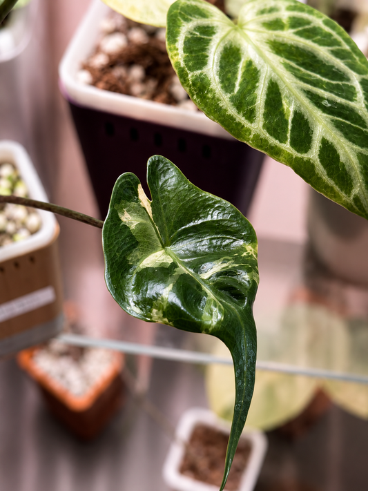Alocasia Stingray Albo Pink