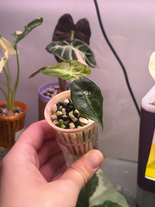 Alocasia Venom
