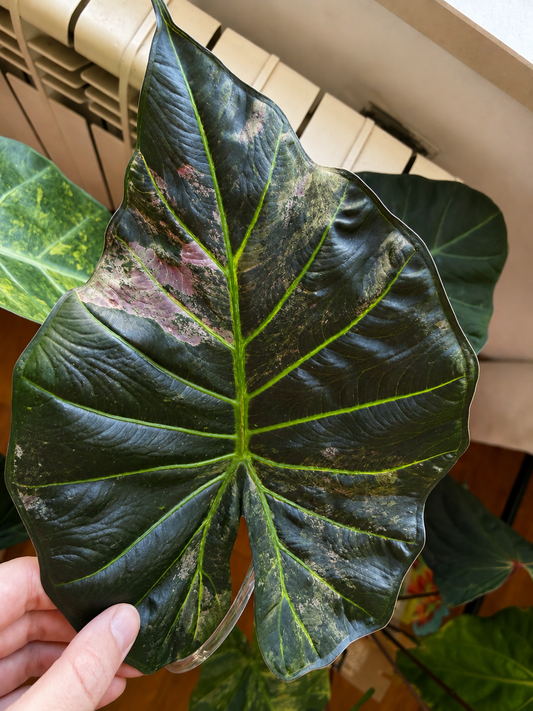 Alocasia Regal Shield Aurea corm