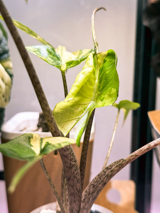 Alocasia Stingray Aurea