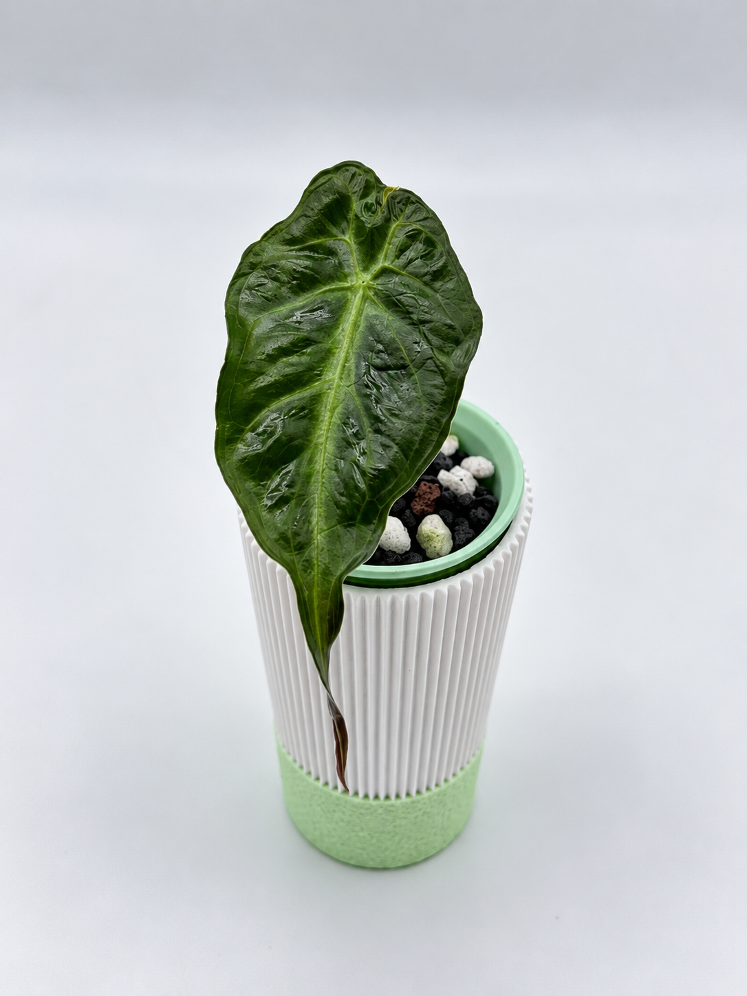 Alocasia Venom
