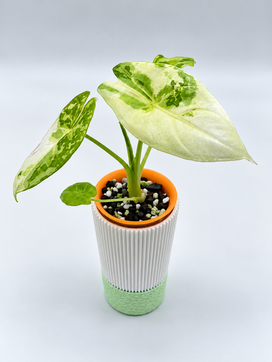 Alocasia Acuminata Albo