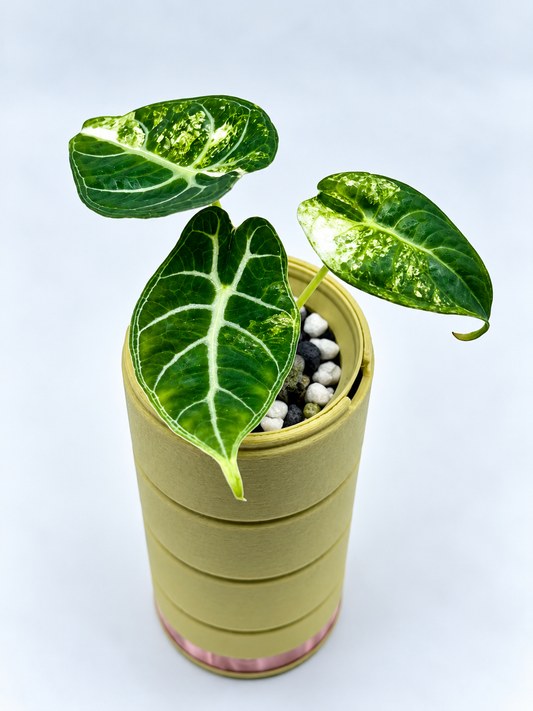 Alocasia Watsoniana Albo