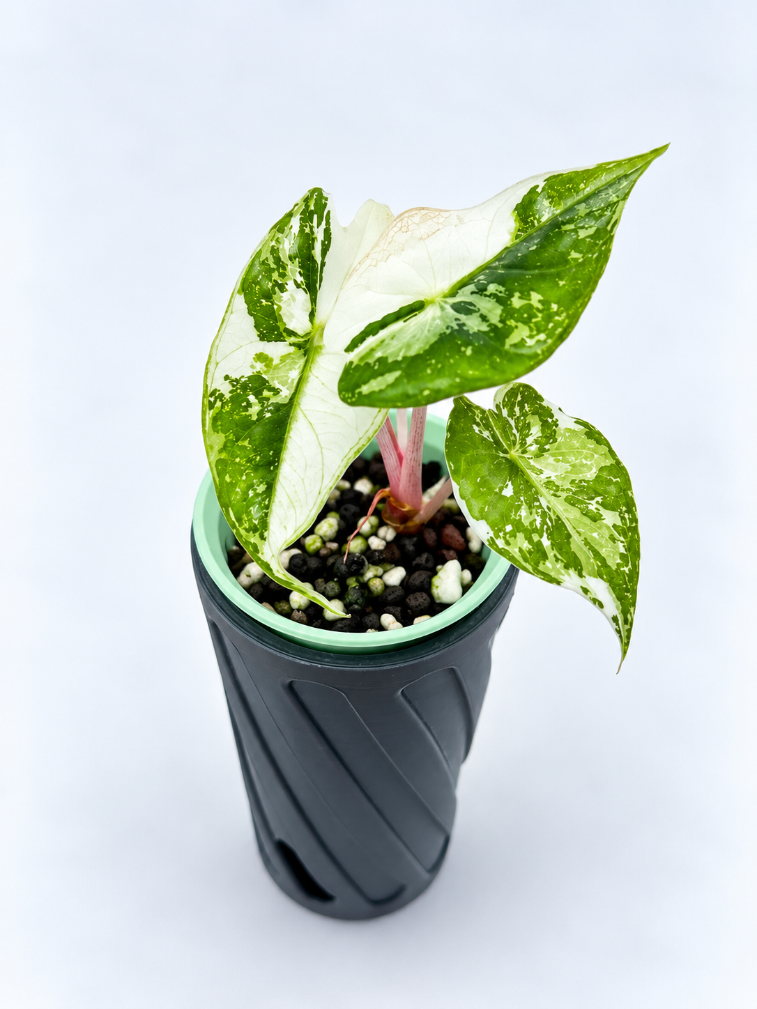 Alocasia Pink Dragon Albo