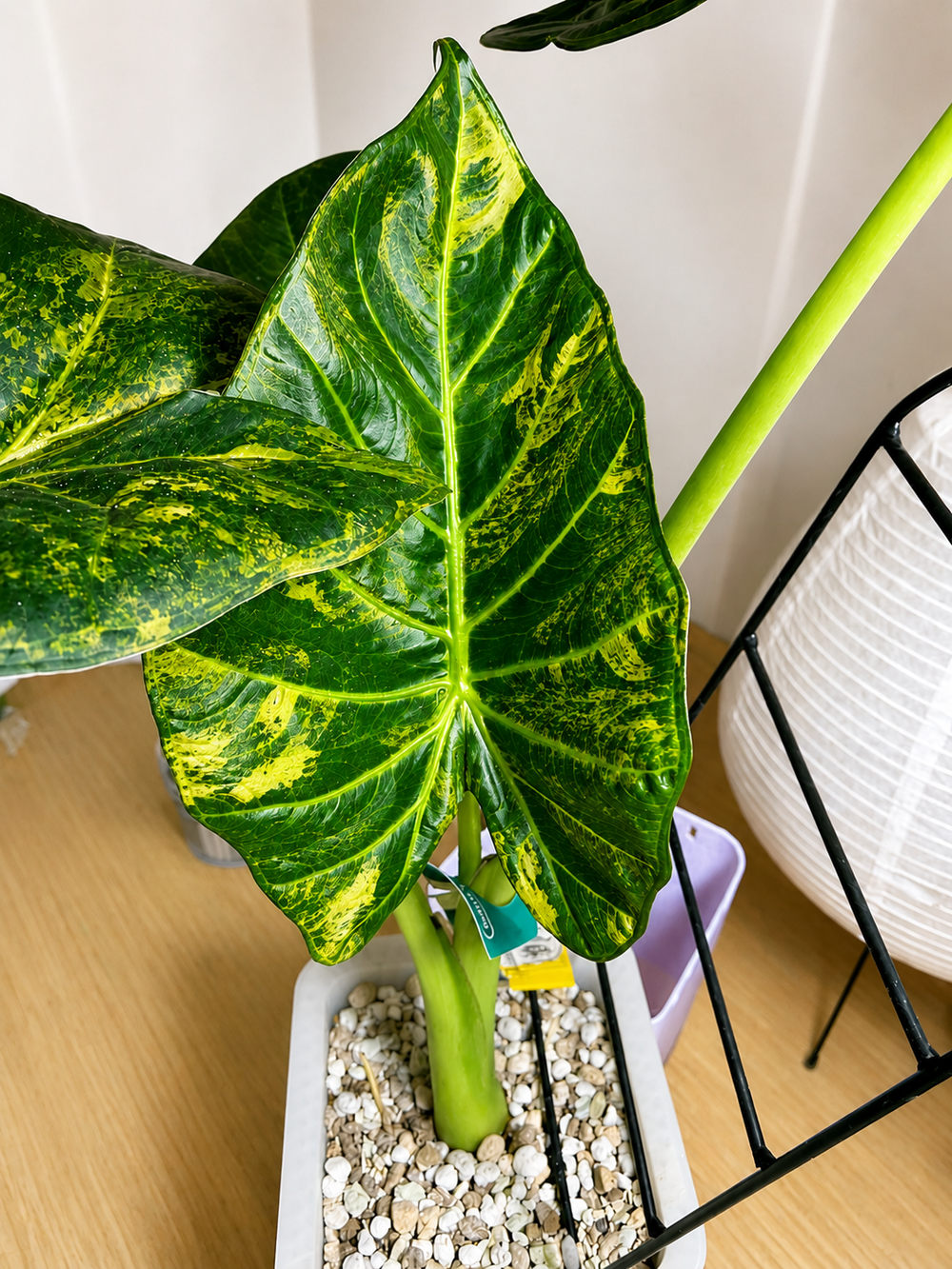 Alocasia Regal Shield Aurea