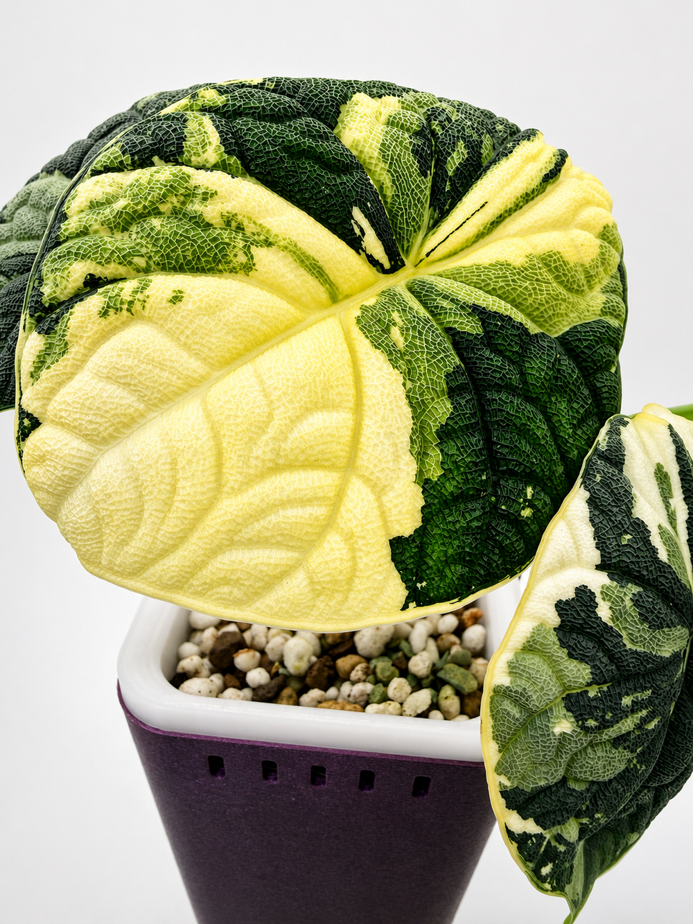 Alocasia Melo Albo