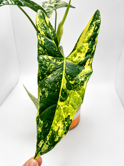 Alocasia Simpo Aurea corms