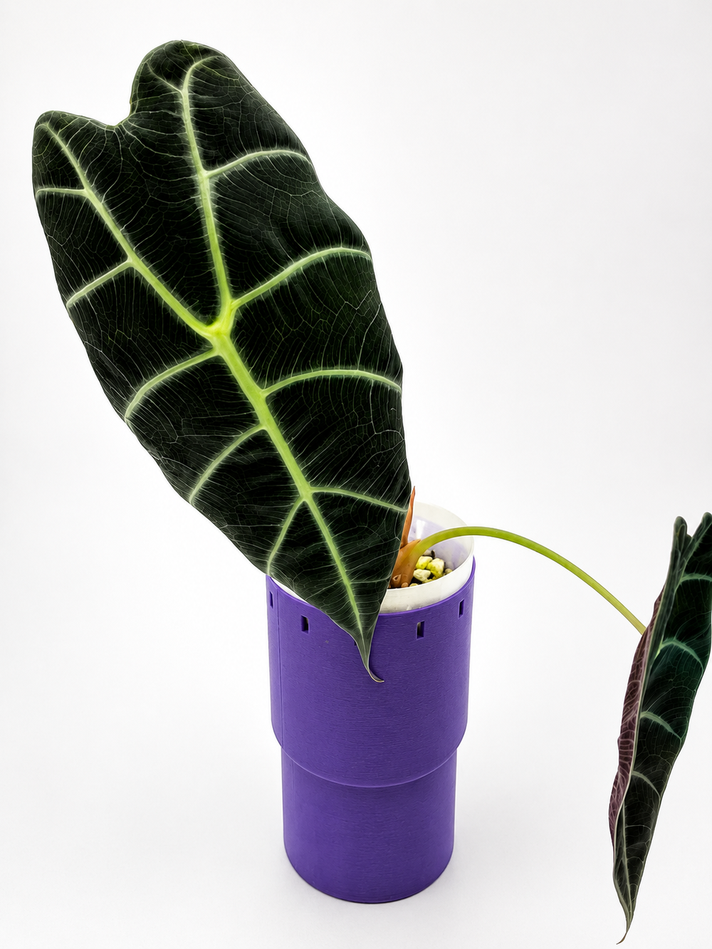 Alocasia Watsoniana Black Leaf