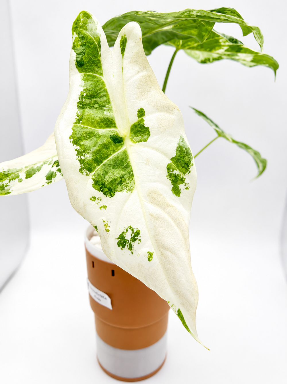 Alocasia Acuminata Albo
