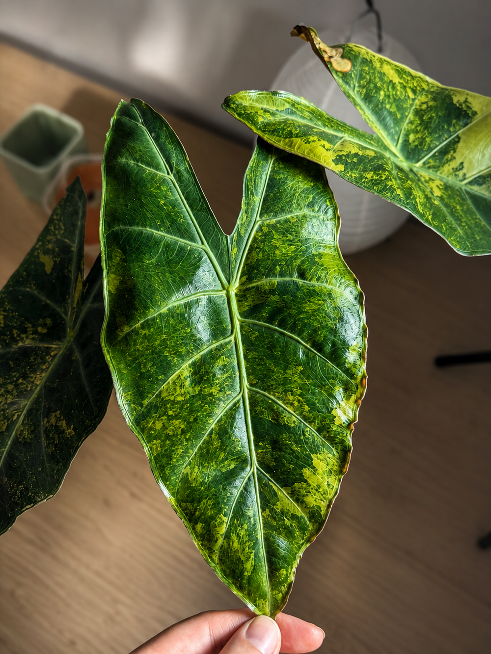Alocasia Cali x Longi x PD