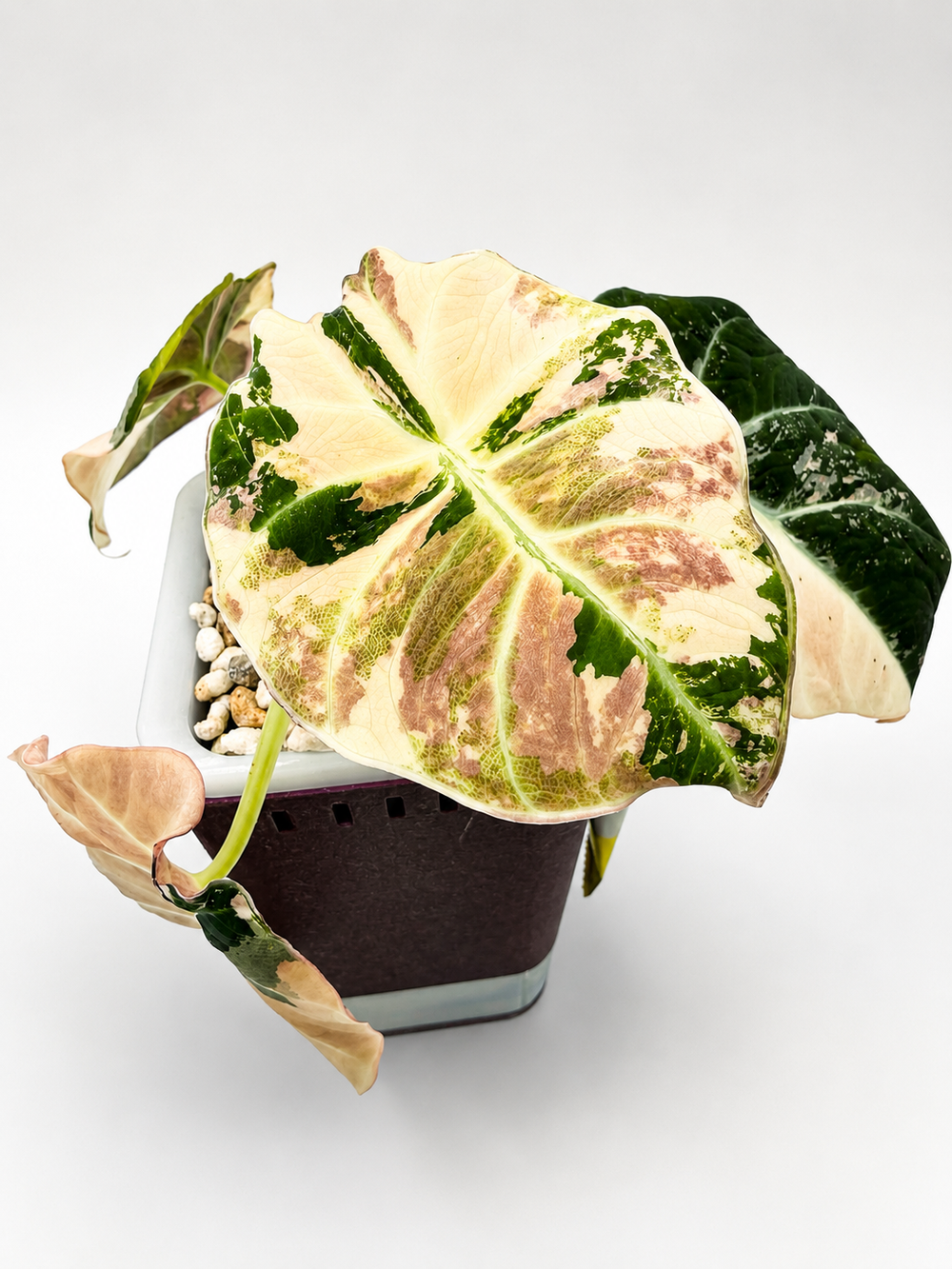 Alocasia Black Velvet Pink