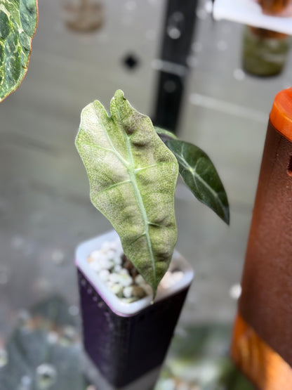 Alocasia Polly Pink Ghost
