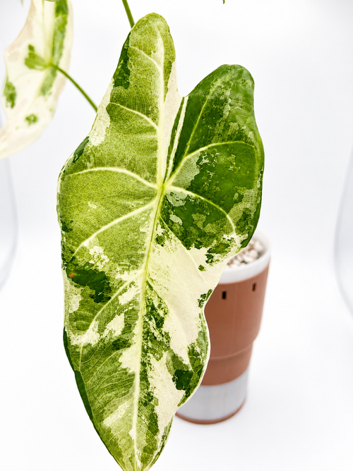 Alocasia Acuminata Albo corm