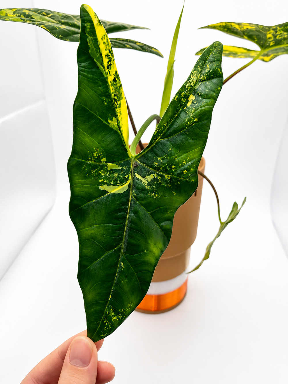 Alocasia Simpo Aurea
