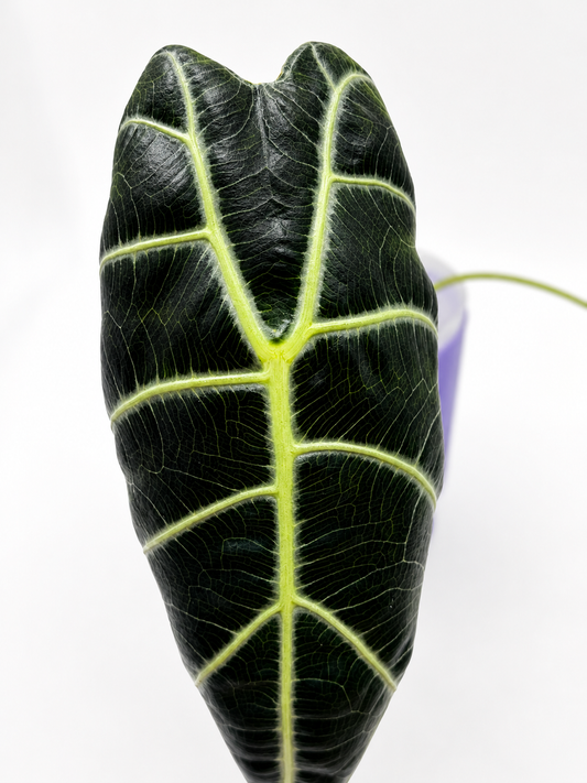 Alocasia Watsoniana Black Leaf