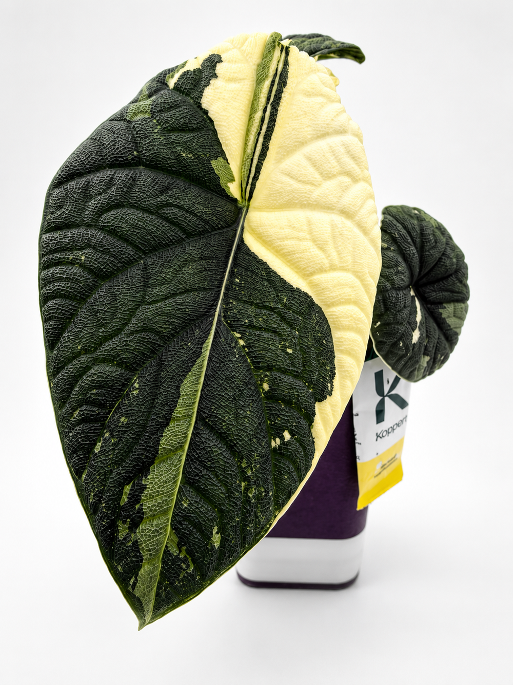 Alocasia Melo Albo