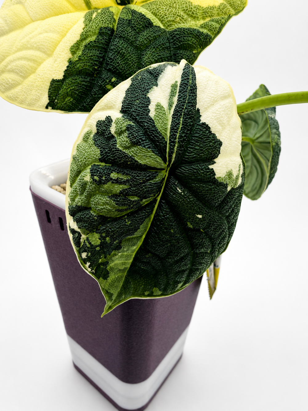 Alocasia Melo Albo