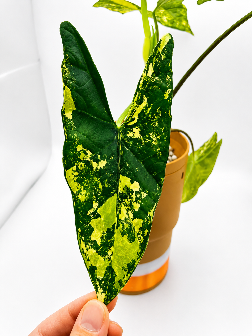 Alocasia Simpo Aurea