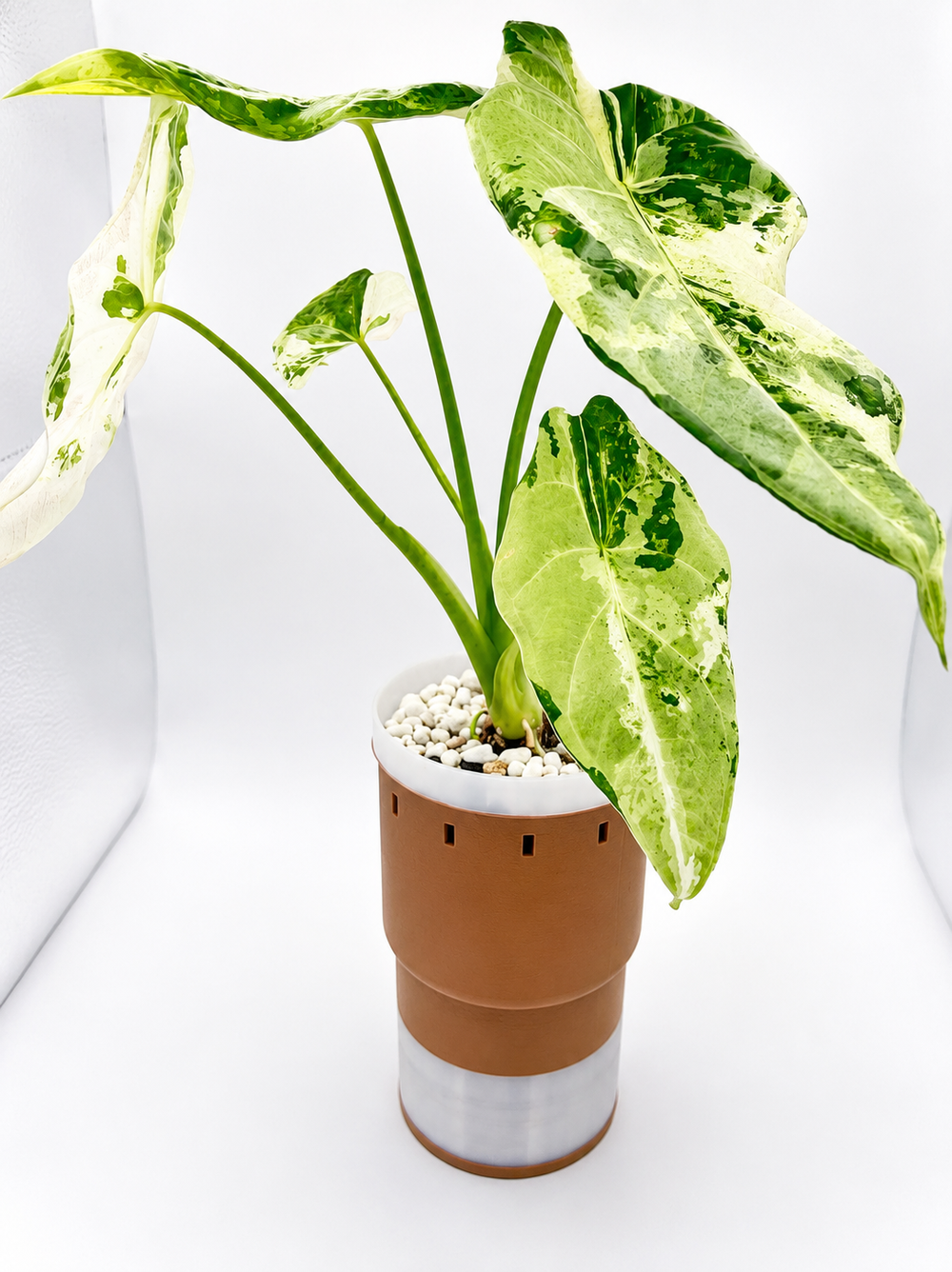 Alocasia Acuminata Albo