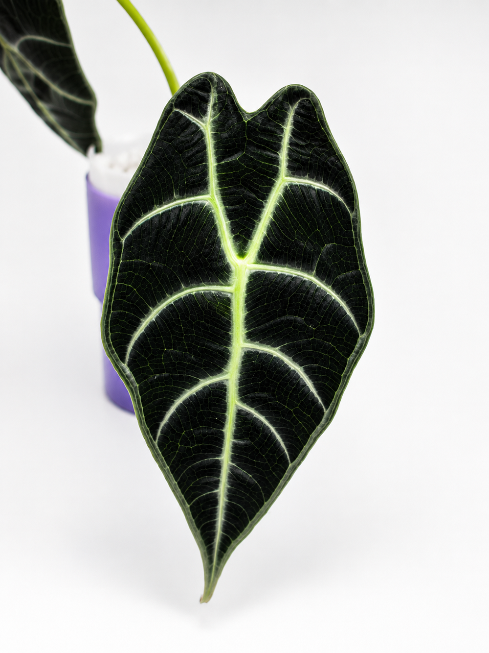 Alocasia Watsoniana Black Leaf