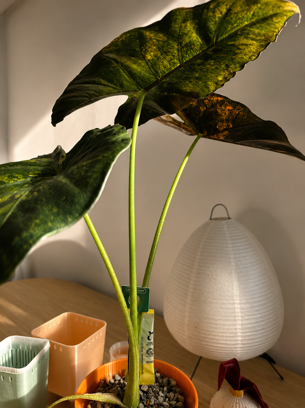 Alocasia Cali x Longi x PD