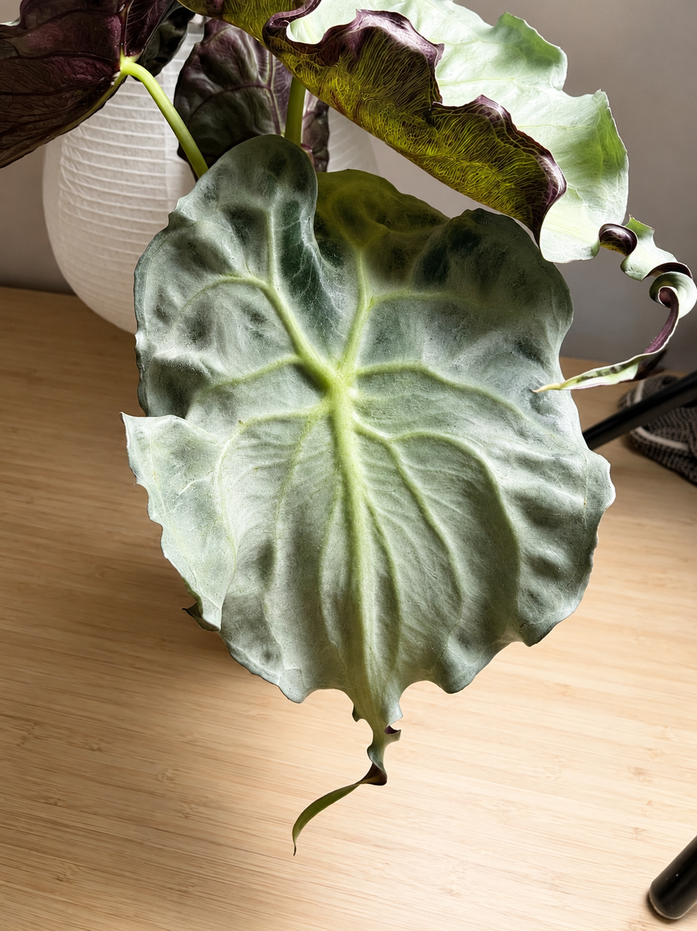 Alocasia Venom