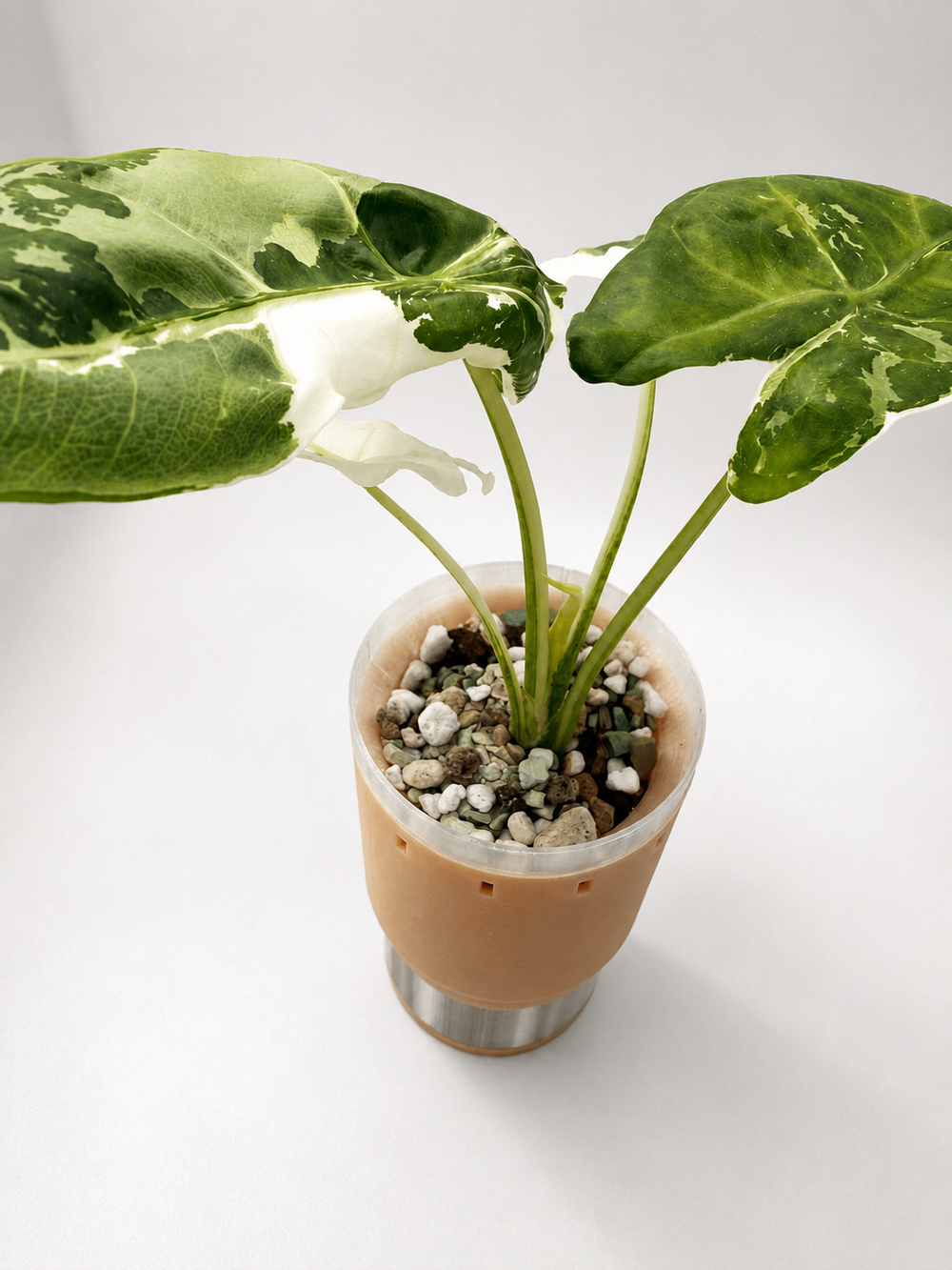 Alocasia Longiloba Albo Pink Back Mutated