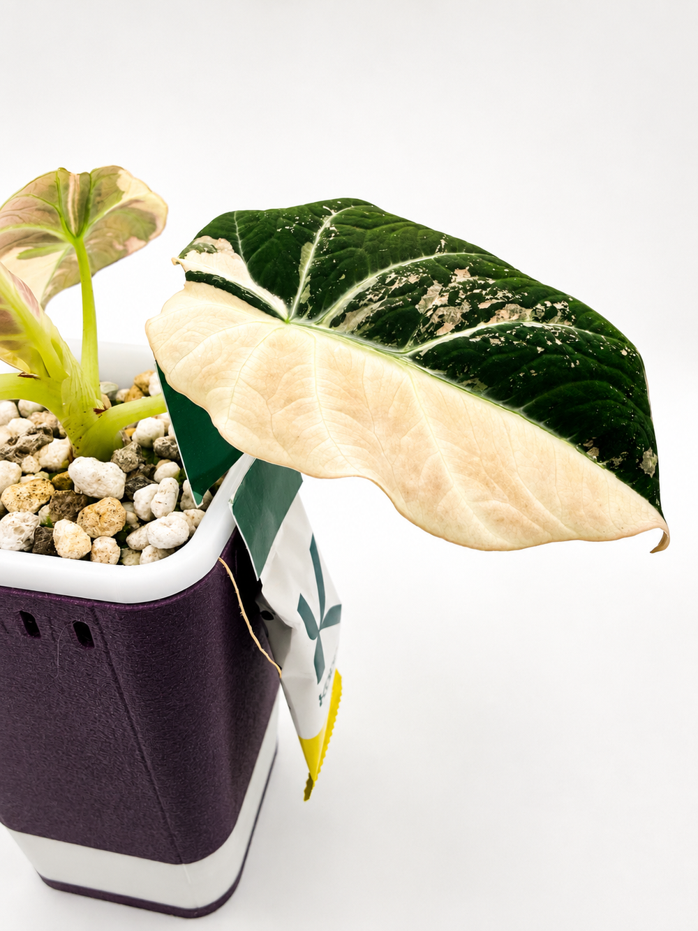 Alocasia Black Velvet Pink