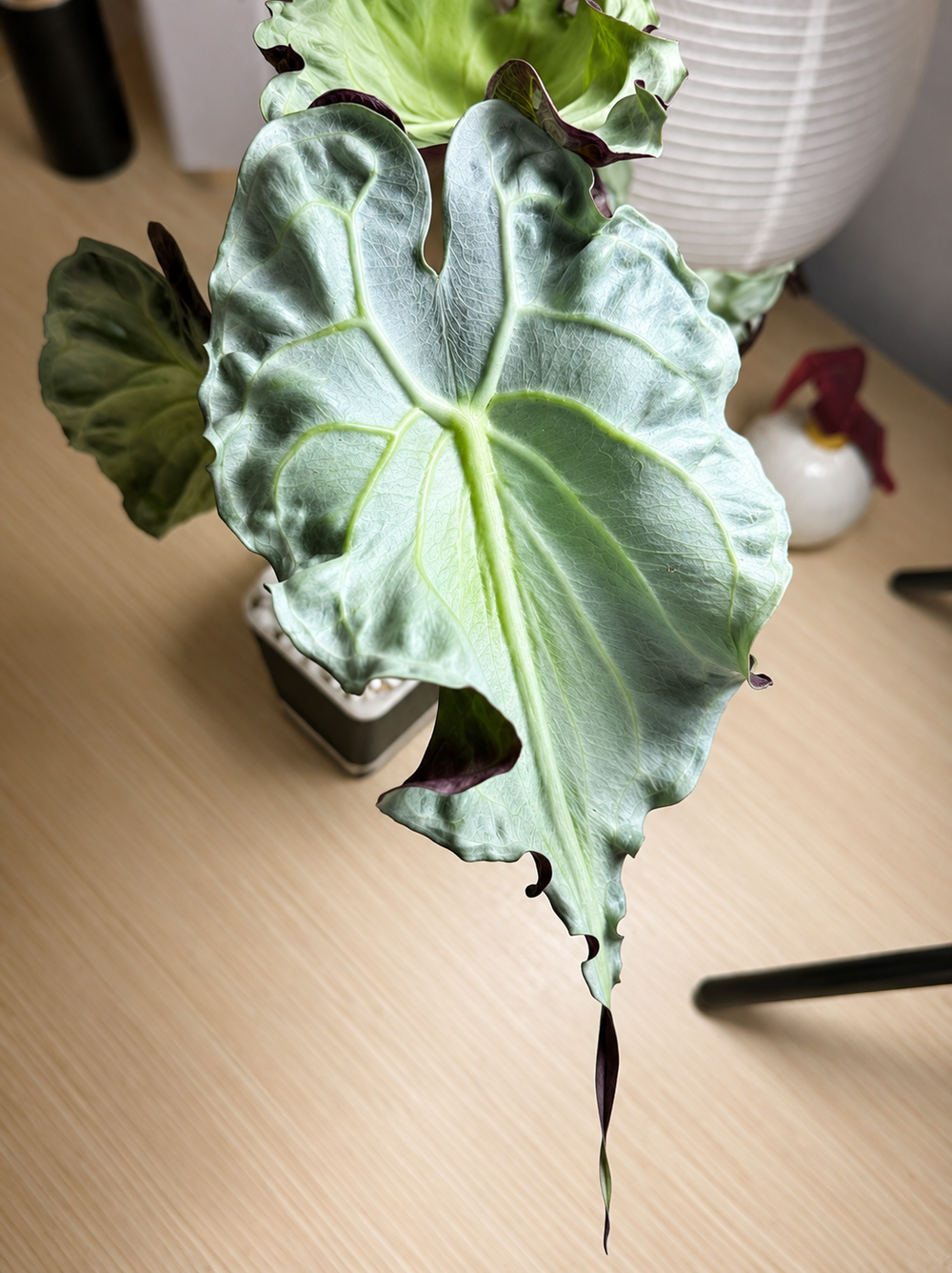 Alocasia Venom