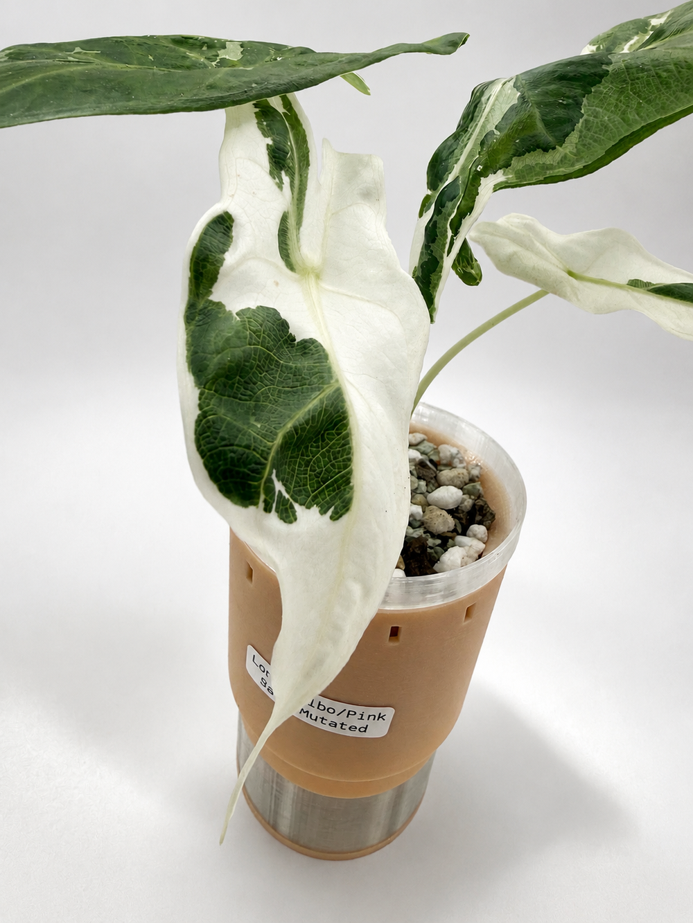 Alocasia Longiloba Albo Pink Back Mutated