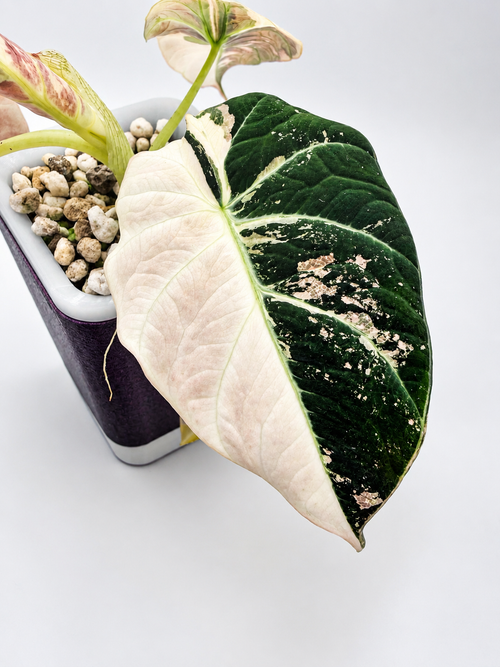 Alocasia Black Velvet Pink corms