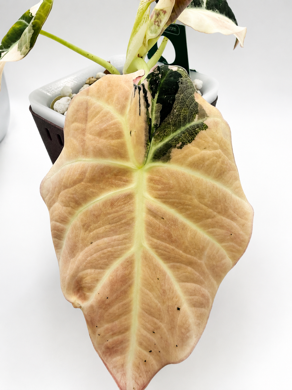 Alocasia Black Velvet Pink