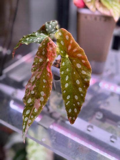 Begonia Maculata Pink