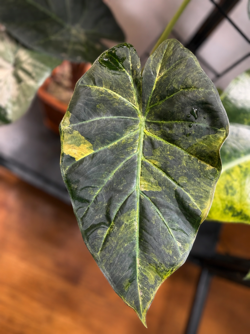 Alocasia Regal Shield Aurea
