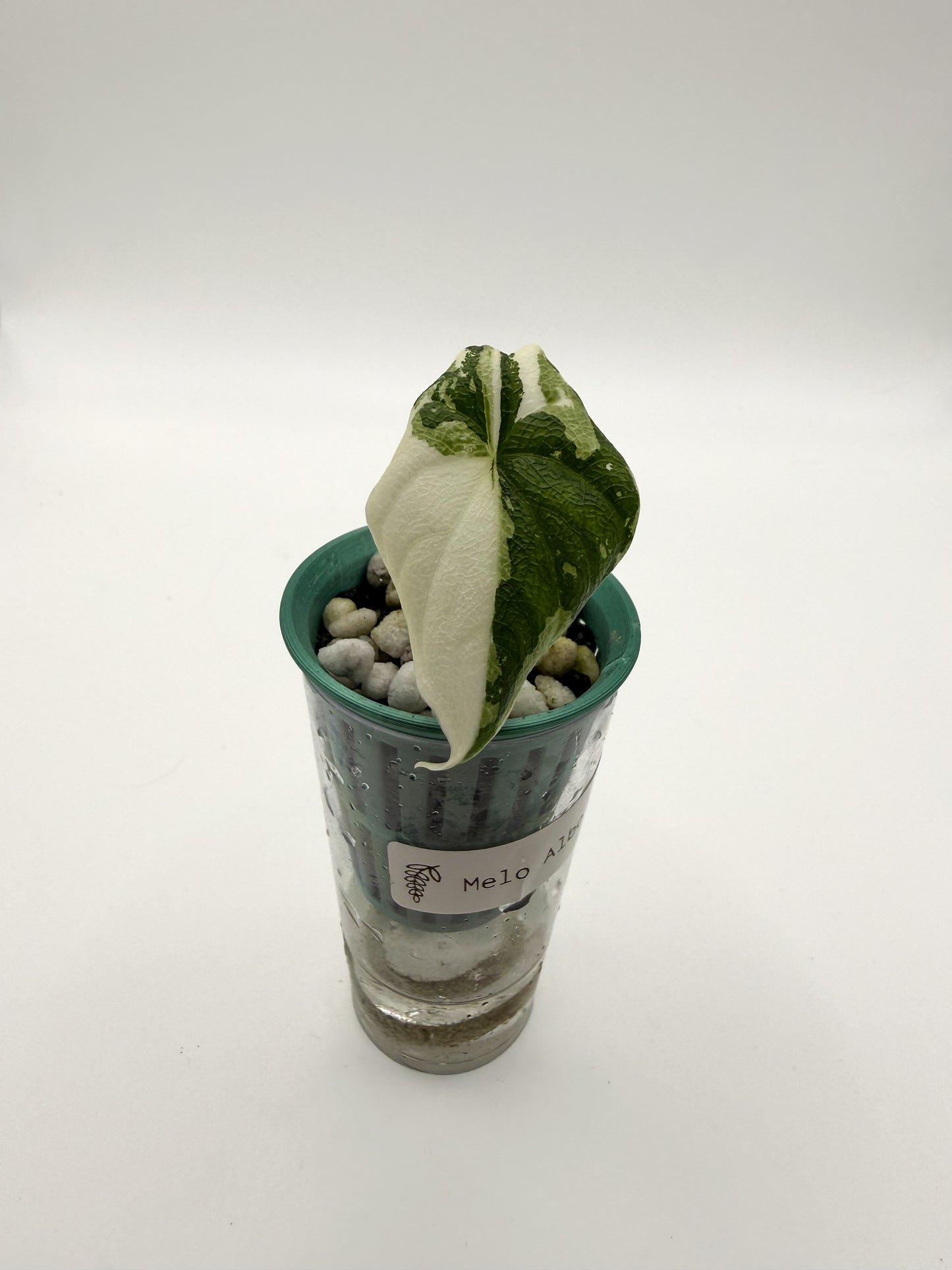 Alocasia Melo Albo