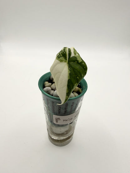 Alocasia Melo Albo