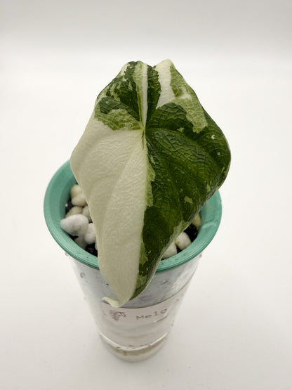 Alocasia Melo Albo