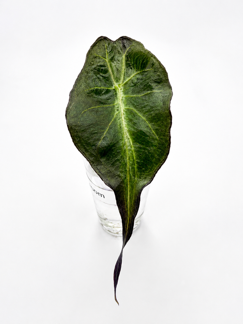 Alocasia Venom