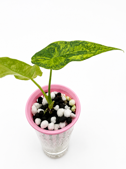 Alocasia Simpo Aurea